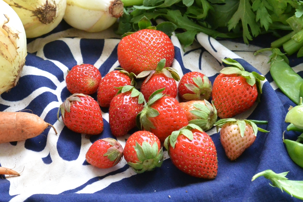 菜園・イチゴ収穫、2番なりを待つ