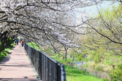 K川・桜のトンネルで・・