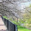 K川・桜のトンネルで・・