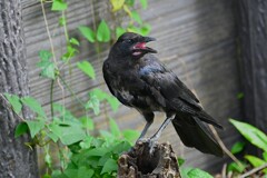 用水路・ハシブトガラス巣立ちびな