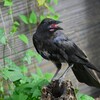 用水路・ハシブトガラス巣立ちびな
