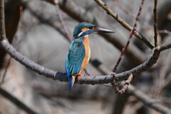 2月28日 (K川・最上流のカワセミ♂初見初撮り)