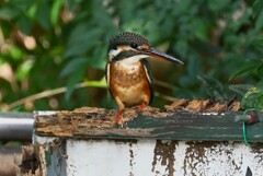 用水路・カワセミ♀若鳥 