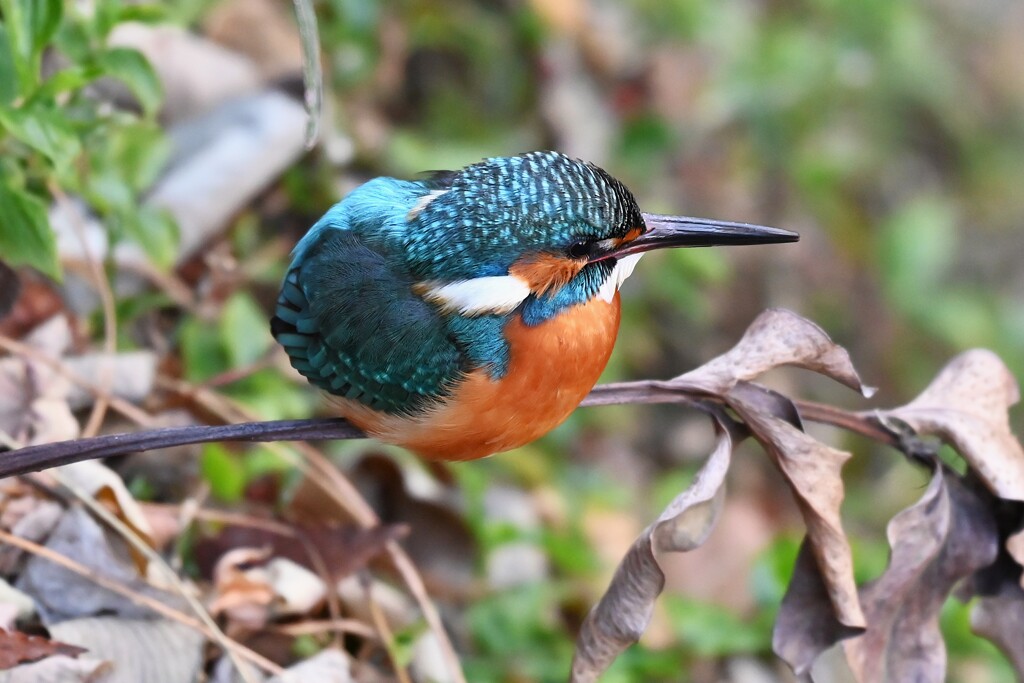 都内S川・カワセミ♂
