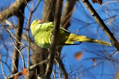 真下からワカケホンセイインコ