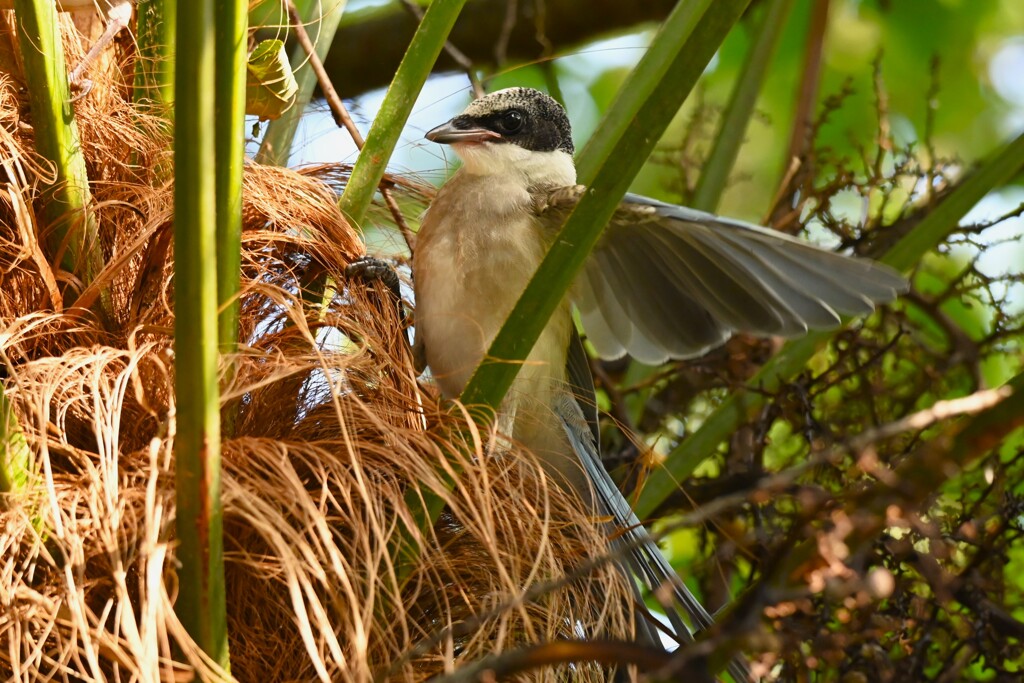 用水路・オナガひな 