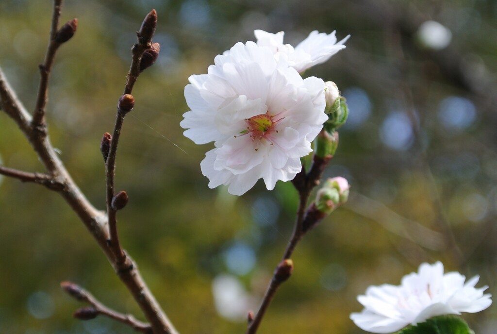 コブクザクラ（子福桜）