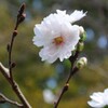 コブクザクラ（子福桜）