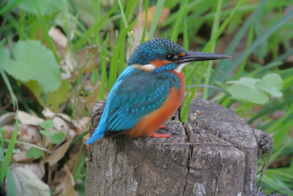 カワセミ♂.（2018年12月9日）