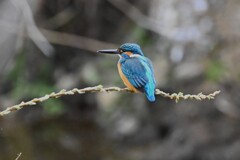 K川・雨の中流域でカワセミ♂ 