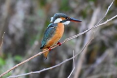 K川下流域・ひょうきん顔のカワセミ♀若