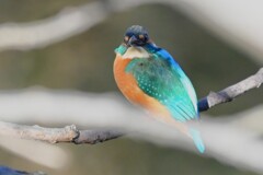 K川下流域・枝隠れカワセミ♂若
