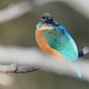 K川下流域・枝隠れカワセミ♂若