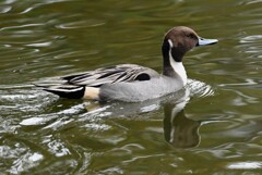 都内公園・オナガガモ♂