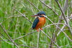 K川・中流のカワセミ♀ 
