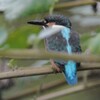 用水路・カワセミ♂若