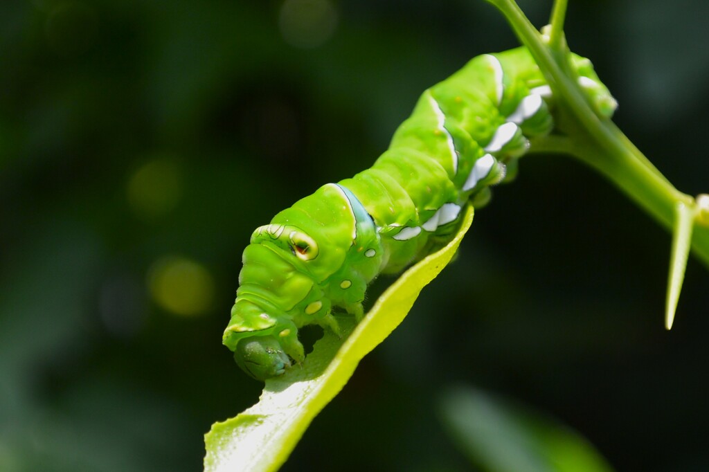 菜園・ナミアゲハ終齢幼虫 