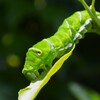 菜園・ナミアゲハ終齢幼虫 