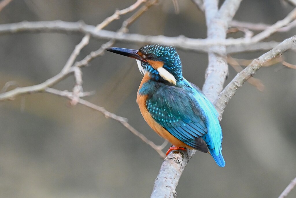K川中流域・大物を呑み込んだカワセミ♂