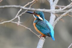 K川中流域・大物を呑み込んだカワセミ♂