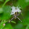 K川沿道・デブデブのナガコガネグモ裏から