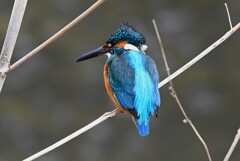 K川中流域・カワセミ♂風に吹かれ・・