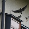 K川下流域沿道・ムクドリたちの団地