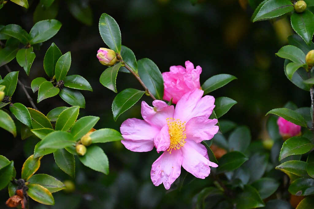用水路・咲き始めたサザンカ