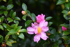 用水路・咲き始めたサザンカ