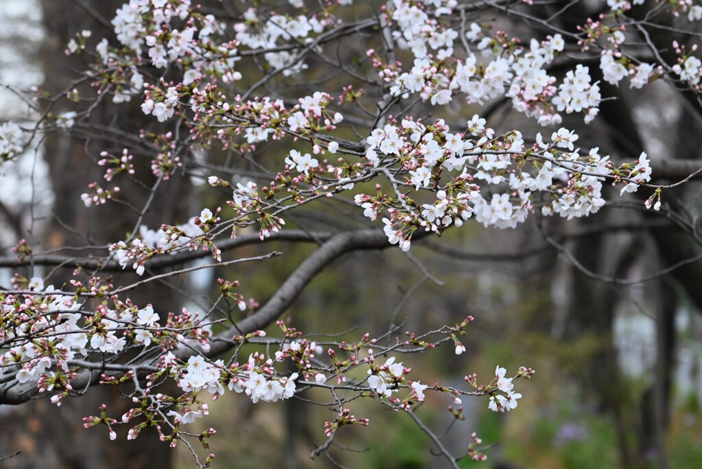3月17日 (用水路・桜咲く)