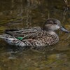 Ｋ川中流域・コガモ♀