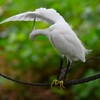 K川・コサギのサーカス 
