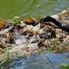 都内公園・卵に葉っぱを被せたカイツブリ