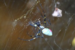 用水路・ジョロウグモ獲物を巻く