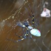 用水路・ジョロウグモ獲物を巻く