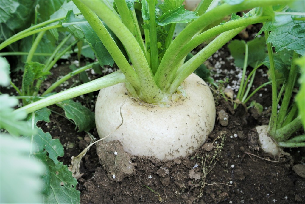 今季出来の良いカブ