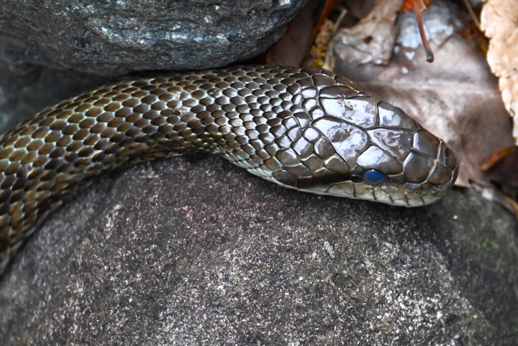 用水路・気づかれた！穴に逃げる途中のアオダイショウ