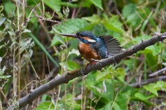 Ｋ川・上流のカワセミ♀ダイビング後