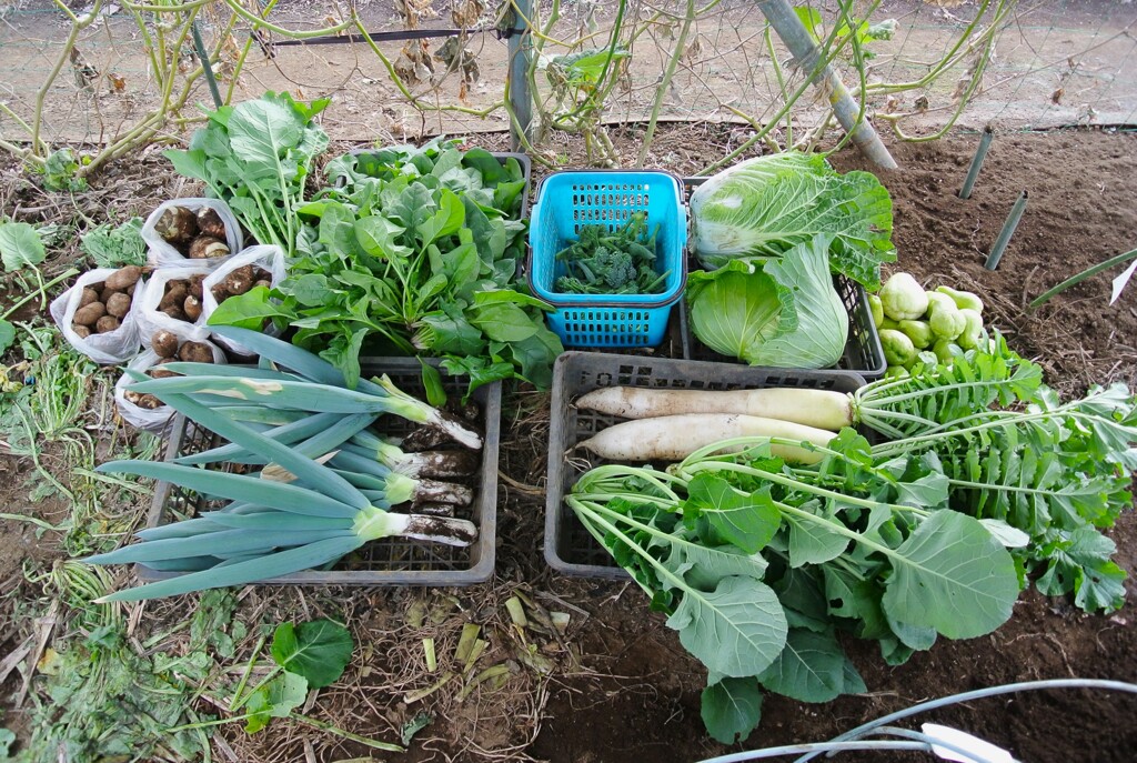 2022年11月28日の収穫