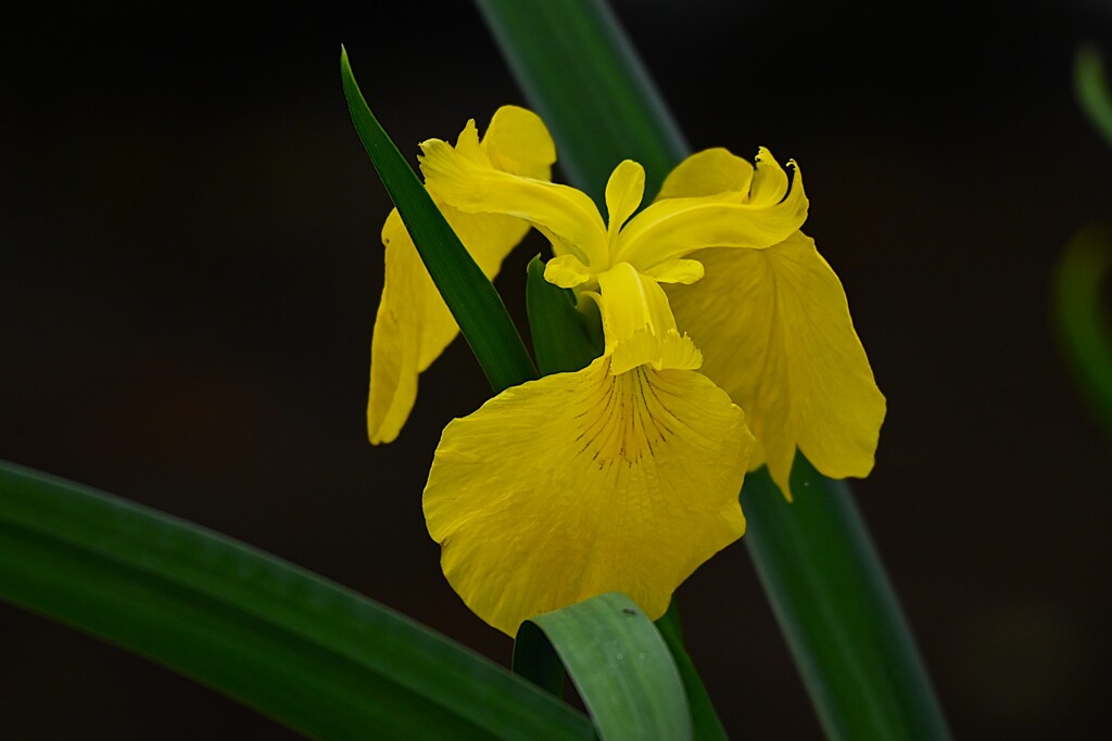 用水路・キショウブ