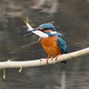 K川中流域・大物を捕まえたカワセミ♂ 