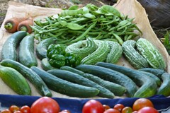 菜園・モロッコインゲンがピークに・・