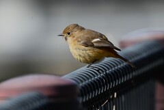 K川中流域・ジョウビタキ♀