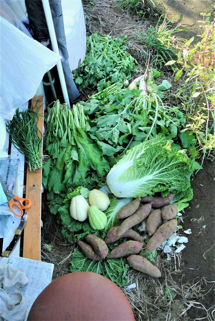 10月24日秋冬の野菜収穫