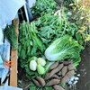 10月24日秋冬の野菜収穫