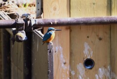 都内公園・カワセミ♂（人工巣穴の前で・・）