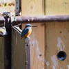 都内公園・カワセミ♂（人工巣穴の前で・・）