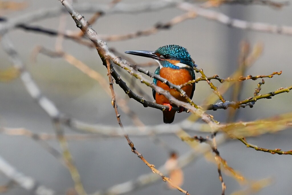 K川中流域・カワセミ♂
