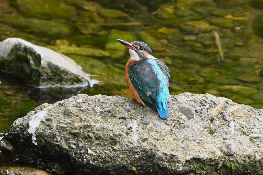 K川中流域・カワセミ♀若 