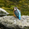 K川中流域・カワセミ♀若 